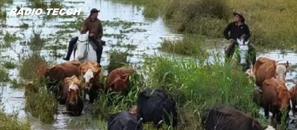 Crecida del Paraná: estiman que deberán evacuar entre 10.000 y 15.000 animales en la zona de San Javier.