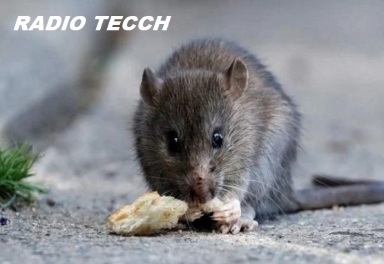 Santa Fe confirmó dos muertes por leptospirosis y no registra casos de hantavirus