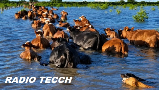 Vignatti alertó por la crecida del Paraná y el impacto económico en los productores ganaderos