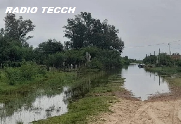 La crecida del Paraná: ya evacuaron más de 20.000 animales en la costa santafesina